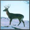 [whitetail deer 16]
