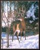 [whitetail deer 21]