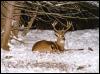 [winter15-White-tailedDeer-Sitting on snow]