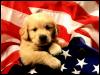 [1024 - American Puppy]