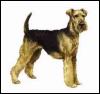 [Airedale-Dog-Painting]