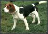 [Beagle 01-Dog-Standing-OnGrassfield]
