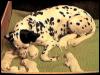 [DalmatianDog-Puppies2]