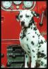 [DalmationDog 01-Stting in front of Fire Engine]