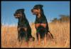 [Rottweiler 01-2Dogs-Posing on grass hill]