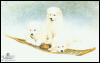 [Snow Buddies-Scott Kennedy-WhiteSomoyedDogs-3Puppies]