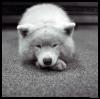 [WhiteDog-Puppy-Cute]
