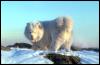 [snowdog-EskimoMalamute-WhiteDog on snow]