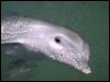 [WhiteDolphin Beluga H04k0064]