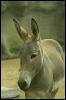 [SDZ 0210-Donkey-Closeup]