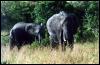 [AFRICANELEPHANTS2-MOM-N-YOUNG-OUT OF BUSH]
