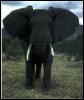[AfricanElephant-FrontView01]