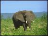 [AfricanElephant 02-Walking in bush]