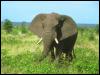 [AfricanElephant 03-Walking in bush]