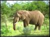[AfricanElephant 05-Standing in bush]
