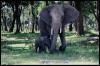 [AfricanElephants-Mom n baby-Walking in forest]