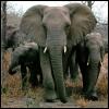 [afwld007-AfricanElephants-MomNBabies-Walking in lineup]