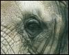 [animalwild025-AfricanElephant-VeryCloseup of eye]