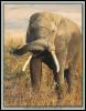 [ele 002-AfricanElephant-Eating-Grass]