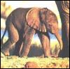 [elep1-AfricanElephant-Baby]