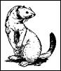 [MammalsClipart-ferret-Ermine in winter coat]