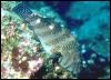 [Galapagos Fish 01-WeirdTropicalFish]