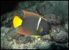 [Galapagos Fish 02-Butterflyfish]