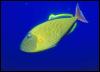 [Galapagos Fish 03-WeirdTriggerFish]