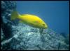 [Galapagos Fish 04-YellowTropicalFish]