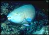 [Galapagos Fish 05-TropicalFish]