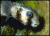 [Galapagos Fish 06-WeirdTropicalFish]