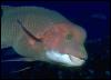 [Galapagos Fish 07-WeirdBuffheadFish]