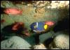 [Galapagos Fish 08-TropicalRedFishes n butterflyfish]