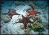 [Galapagos SeaStar 01-3Starfishes]