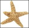 [Starfish 02-LightBrown]
