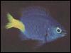 [TropicalFish05-YellowTailedBlueFish]