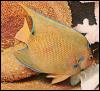 [TropicalFish14-BlueBorderYellowAngelfish]