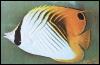[TropicalFish19-angelfish]