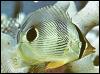 [TropicalFish20-angelfish]