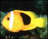 [sea0045-YellowClownfish-Closeup]