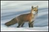 [RedFox1-Standing In Snow]