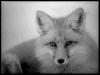 [fox-1]