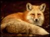 [fox]