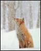 [redfox CubSees1stSnow (1)]