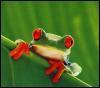 [Red-eyedTreefrog on leaf-Face closeup]