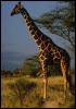 [Giraffe1-Standing]