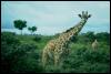 [Giraffe3 Above bush]
