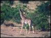 [Giraffe 01-Walks into forest-looksback]