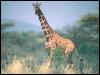 [Giraffe 04-Standing in bush]