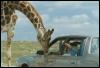 [Giraffe car2]